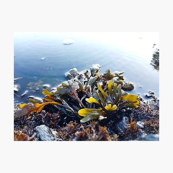 Item preview, Low Tide designed and sold by WilfuerM.