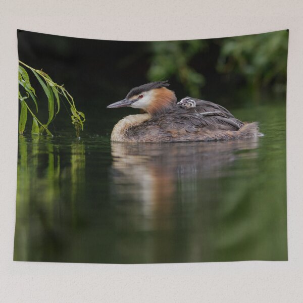 Item preview, Great Crested Grebe With Chick designed and sold by Alec Stewart.