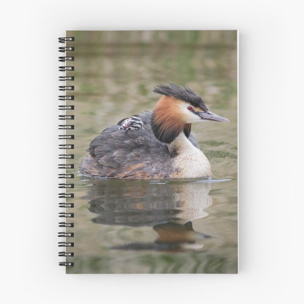 Item preview, Great Crested Grebe and Baby Chick designed and sold by Alec Stewart.