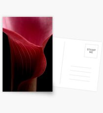 burgandy calla ... Postcards