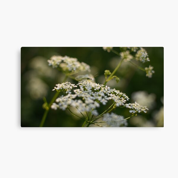 June Light Canvas Print