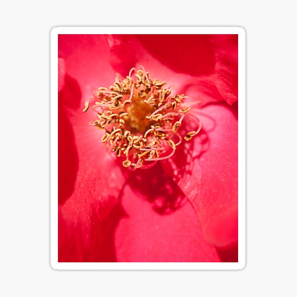 Item preview, eruption designed and sold by Manon Boily.