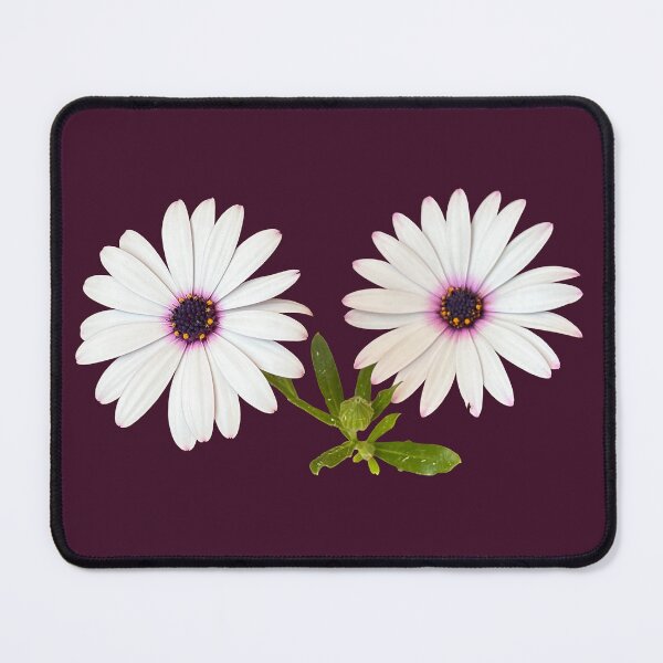 Item preview, Two Cape Rain-daisies designed and sold by PariSeine.