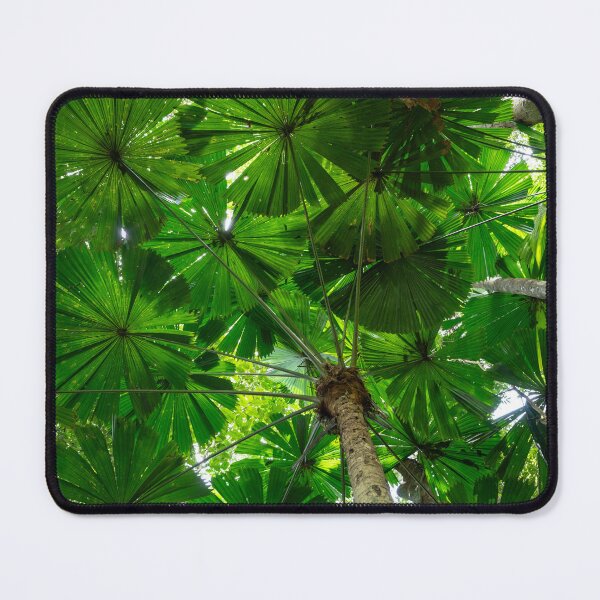 Item preview, Australian Fan Palm (Licuala) 2 designed and sold by Kate Powick.