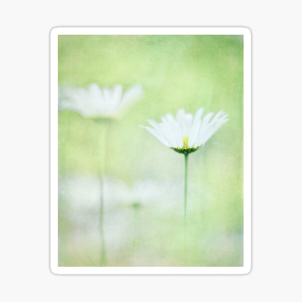 Item preview, Daisies designed and sold by Mihaela Limberea.