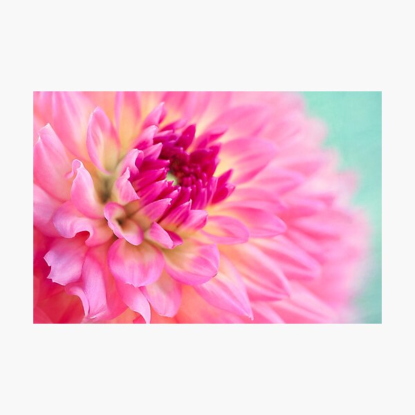 Item preview, Pink Dahlia designed and sold by Mihaela Limberea.