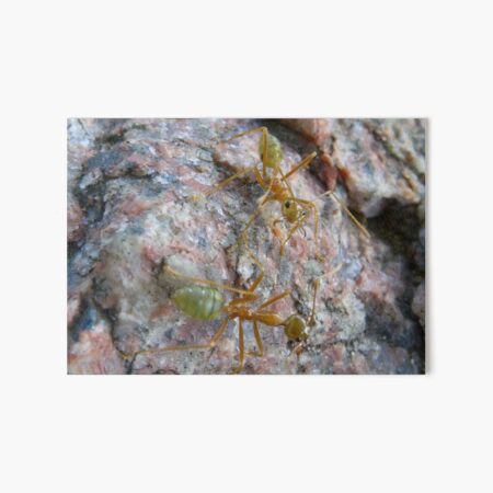 Item preview, Ants designed and sold by HueandSnap.