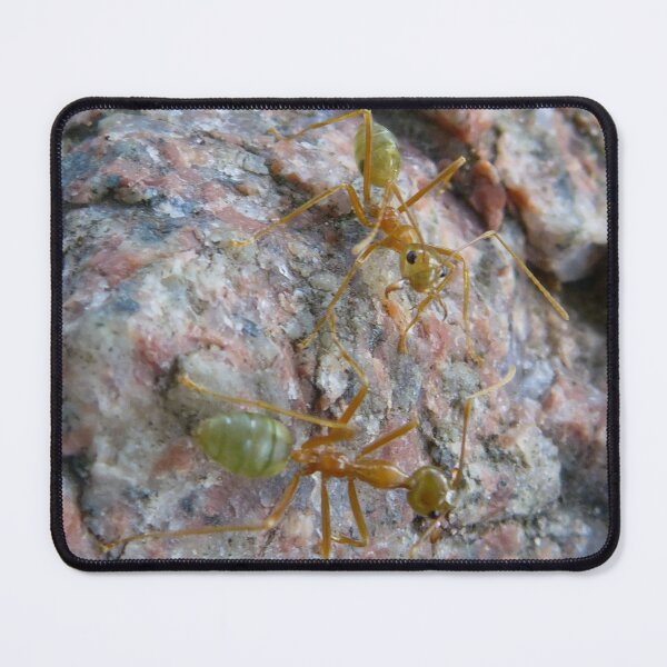Item preview, Ants designed and sold by HueandSnap.
