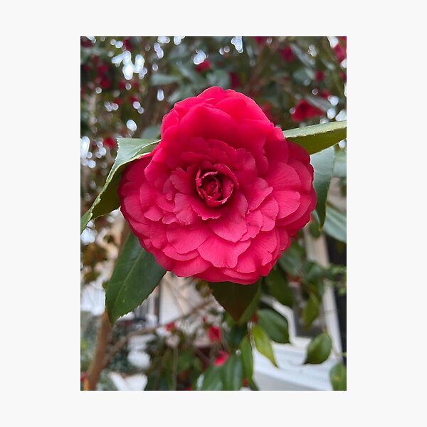 Item preview, Beautiful Rose designed and sold by KiwiCorner.