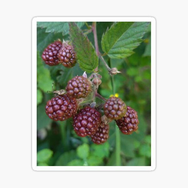Item preview, Blackberry Photo designed and sold by Sky-99.