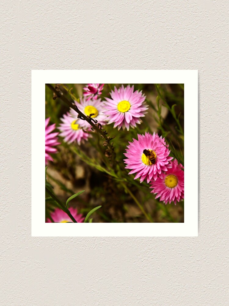 Alternate view of Bee on everlasting Art Print