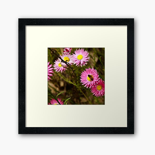 Framed Art Print