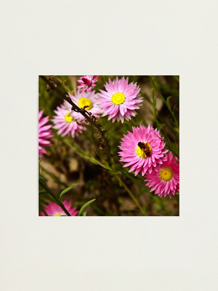 Alternate view of Bee on everlasting Photographic Print