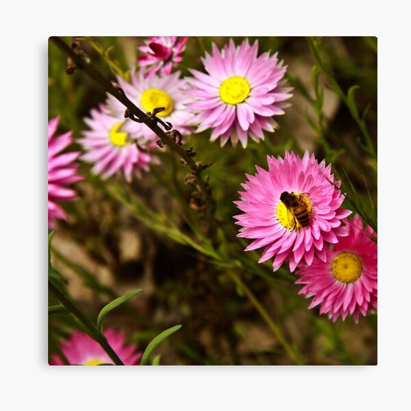 Bee on everlasting Canvas Print