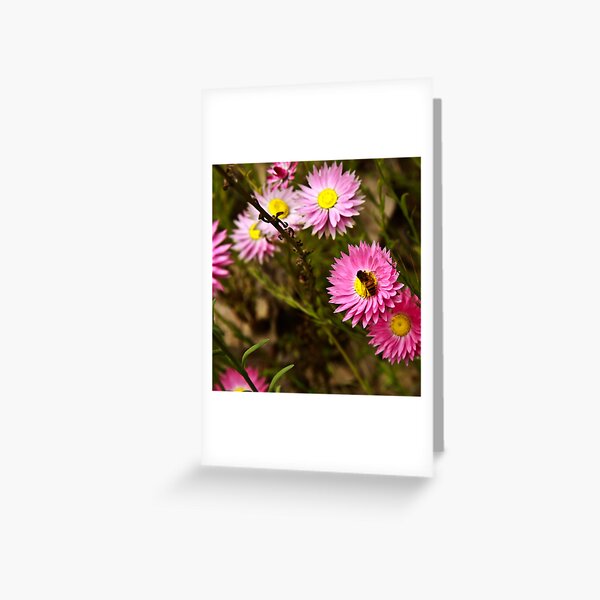 Bee on everlasting Greeting Card
