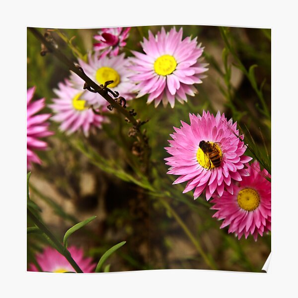 Bee on everlasting Poster