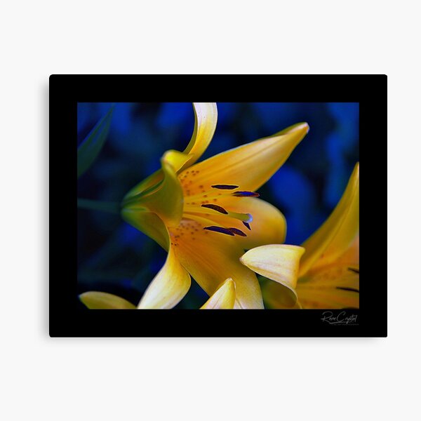 Breakfast With A Yellow Tiger Canvas Print