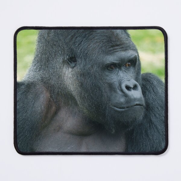 Item preview, Captivating Silverback Dishi Close-Up designed and sold by rawshutterbug.