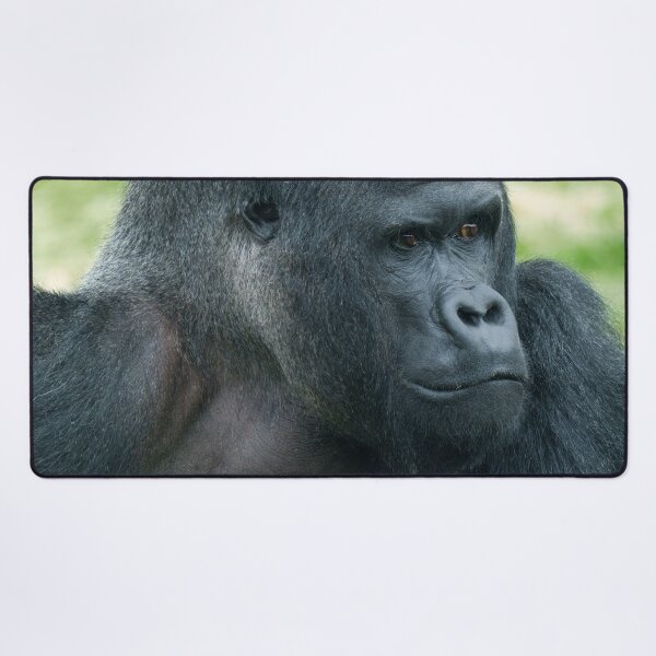 Item preview, Captivating Silverback Dishi Close-Up designed and sold by rawshutterbug.