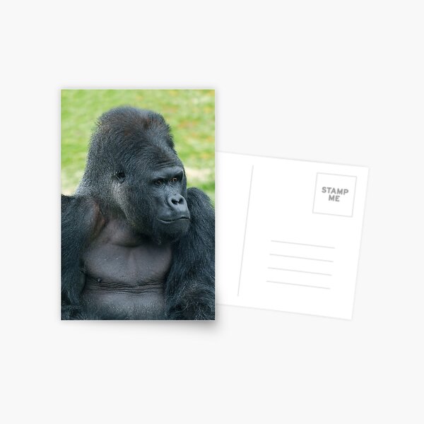 Item preview, Captivating Silverback Dishi Close-Up designed and sold by rawshutterbug.