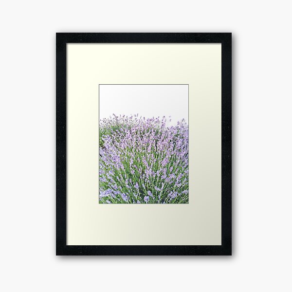 Lavender Framed Art Print