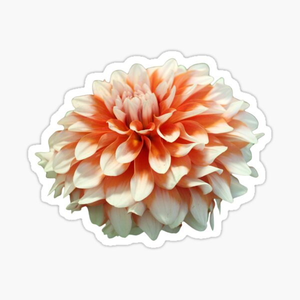 Item preview, Coral Dahlia Bloom designed and sold by Technicolor Coats.