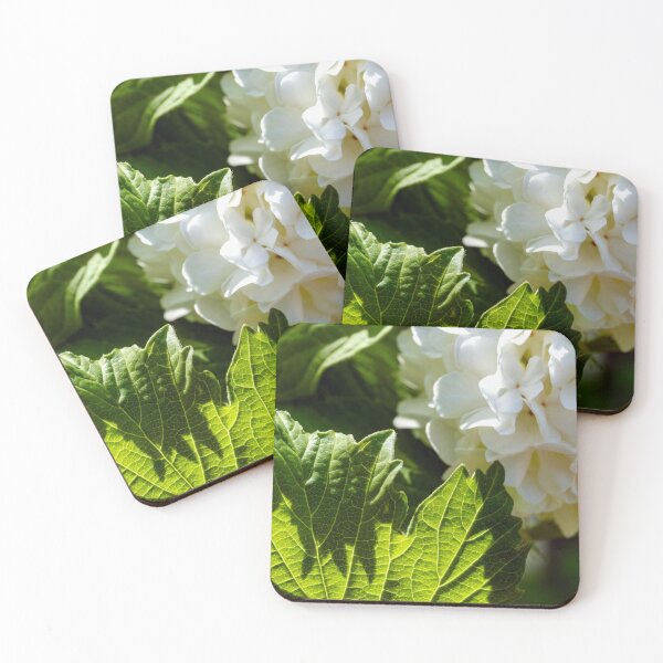 Item preview, Snowball virburnum and backlit leaf designed and sold by lisavonbiela.