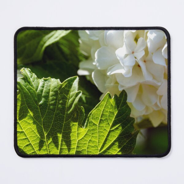 Item preview, Snowball virburnum and backlit leaf designed and sold by lisavonbiela.