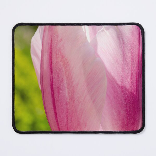 Item preview, Backlit single lavender and white tulip designed and sold by lisavonbiela.