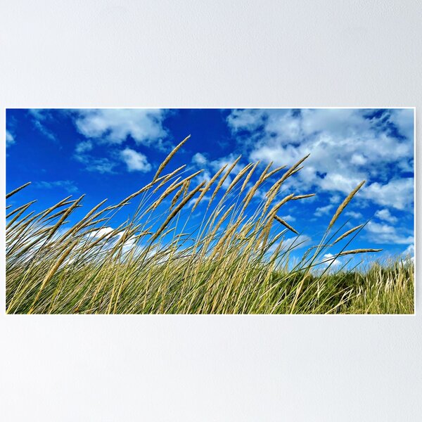 Item preview, Blades of grass against a blue sky – the simple beauty of nature designed and sold by beatbieri.ch.