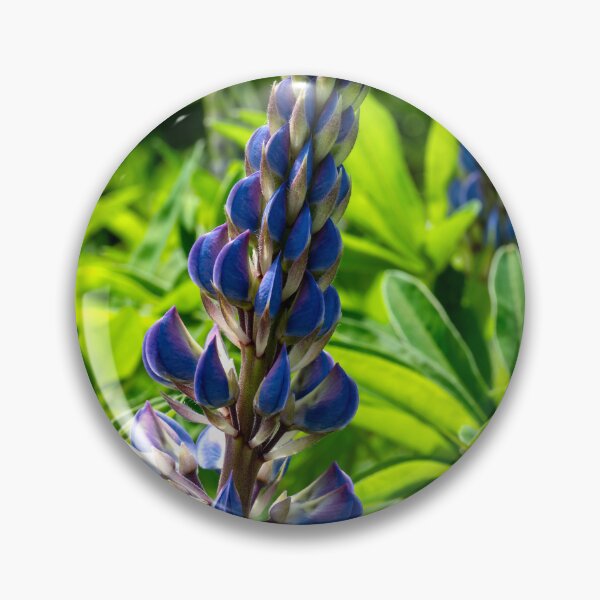 Item preview, Purple lupine in pollinator field designed and sold by lisavonbiela.