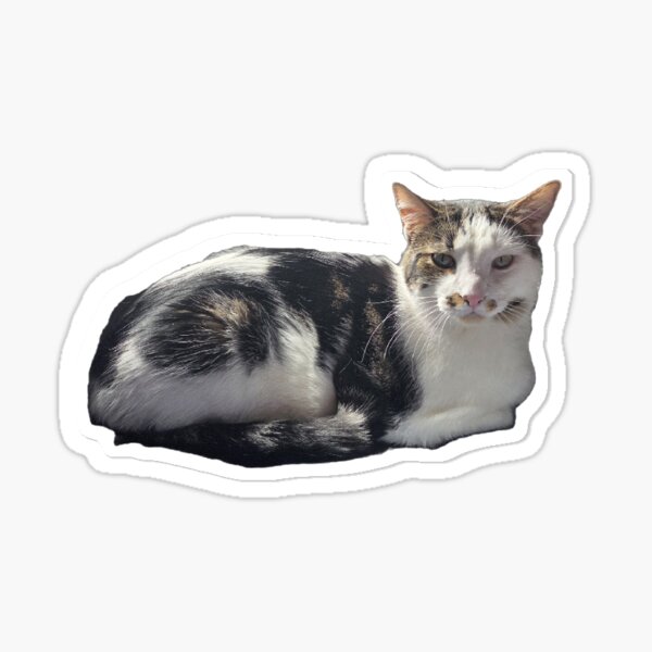 Item preview, Theon Hates Pictures Sticker designed and sold by Theon Purrjoy and Friends.