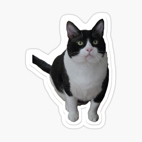 Item preview, Francis Keel the Birb Sticker designed and sold by Theon Purrjoy and Friends.