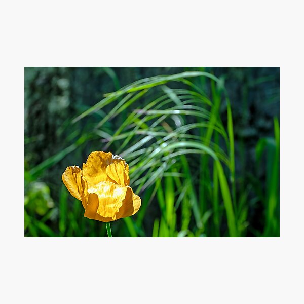 Item preview, Backlit orange tulip with tall grass background designed and sold by lisavonbiela.