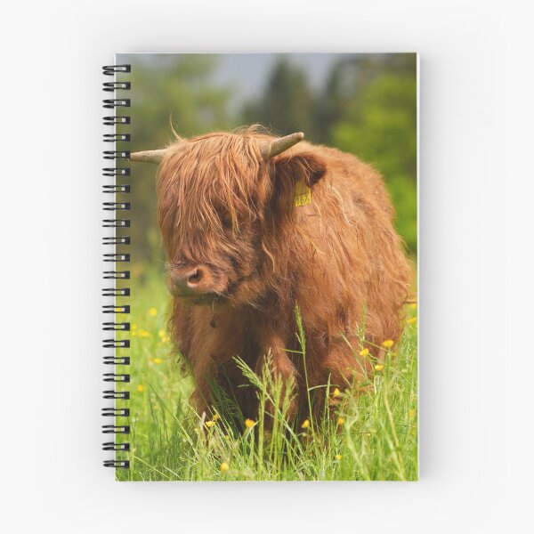 Item preview, Scottish Highland Cattle – Majesty in Fur and Horns designed and sold by beatbieri.ch.