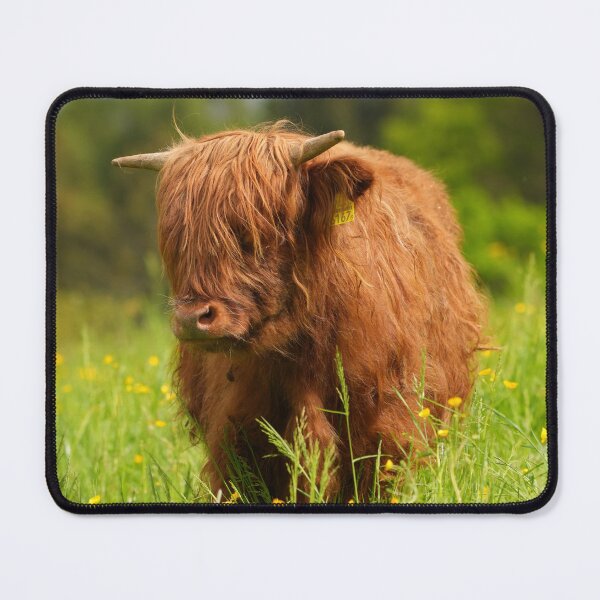 Item preview, Scottish Highland Cattle – Majesty in Fur and Horns designed and sold by beatbieri.ch.