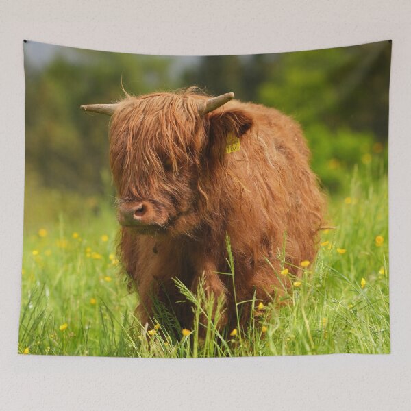 Item preview, Scottish Highland Cattle – Majesty in Fur and Horns designed and sold by beatbieri.ch.