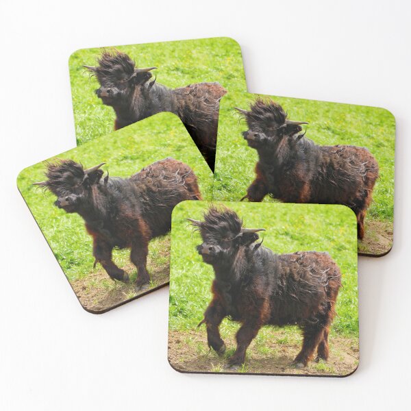 Item preview, Youthful recklessness – Playful Highland cattle in action designed and sold by beatbieri.ch.