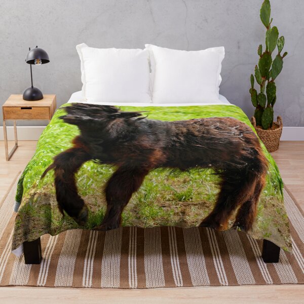 Item preview, Youthful recklessness – Playful Highland cattle in action designed and sold by beatbieri.ch.