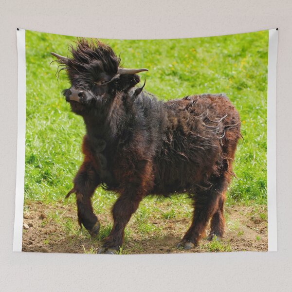 Item preview, Youthful recklessness – Playful Highland cattle in action designed and sold by beatbieri.ch.