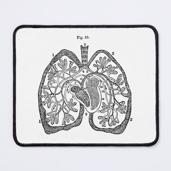Item preview, Pulmonary Circulation - Anatomical Engraving designed and sold by WorldLily.