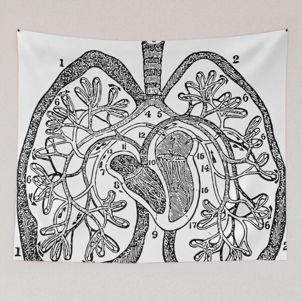 Aperçu de l'œuvre Circulation pulmonaire - Gravure anatomique créée et vendue par WorldLily.
