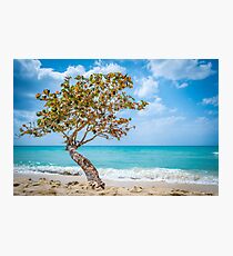 Lone Tree in Negril, Jamaica Photographic Print