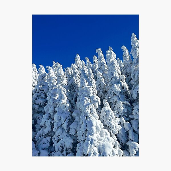 Item preview, Snowy Trees designed and sold by Skigirl165.