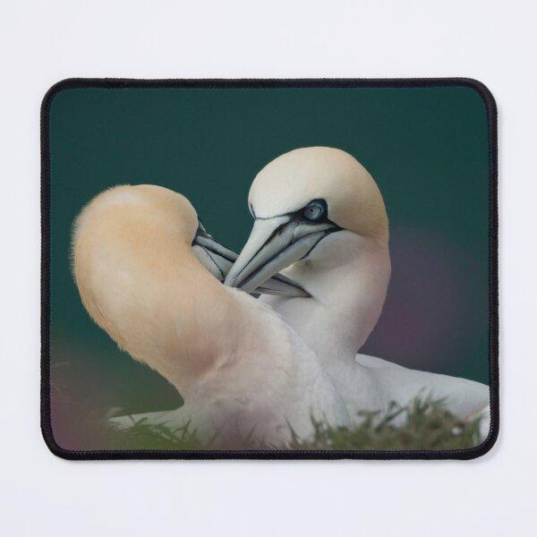 Item preview, Northern Gannets designed and sold by Andy Beattie.