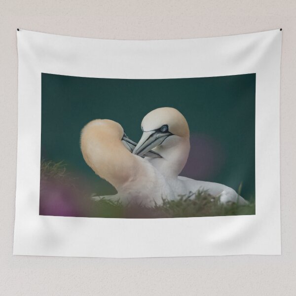 Item preview, Northern Gannets designed and sold by Andy Beattie.