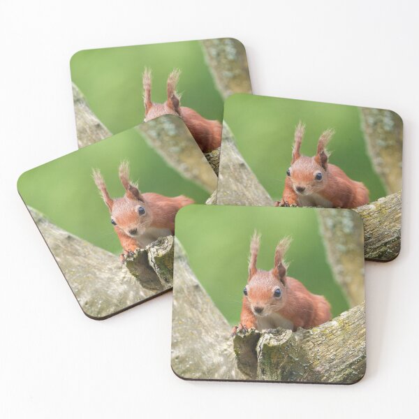 Item preview, Red Squirrel Peeking from Tree Branch designed and sold by rawshutterbug.