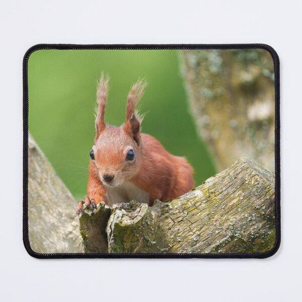 Item preview, Red Squirrel Peeking from Tree Branch designed and sold by rawshutterbug.