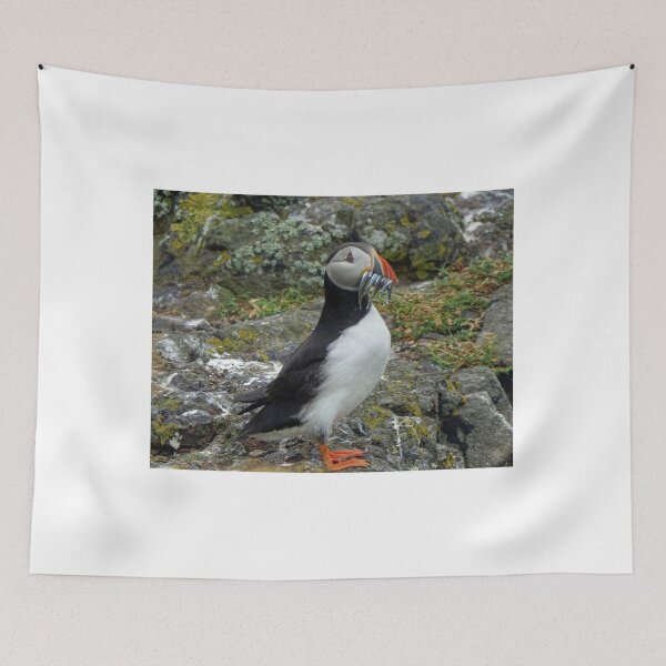 Item preview, The Atlantic Puffin designed and sold by AlbaPhotography.