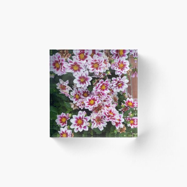 Pink Beauty Wall Tapestry Acrylic Block